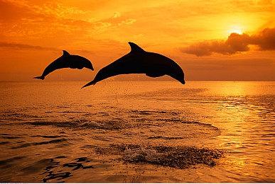 《星露谷物语》开发者：想把这个游戏更新一辈子